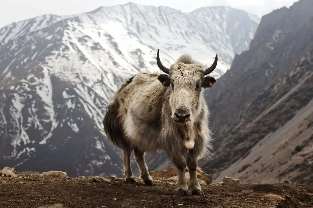 A yak standing on the Annapurna Circuit at Letdar, below a snow face